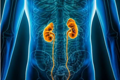 Sistema renal