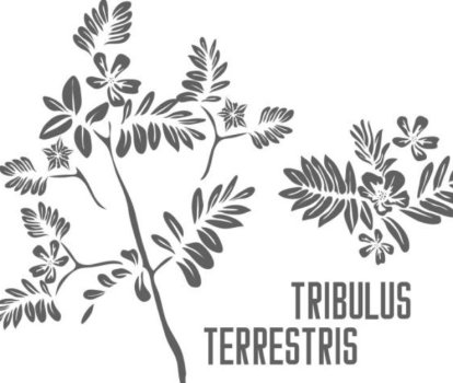 Tribulus terrestris