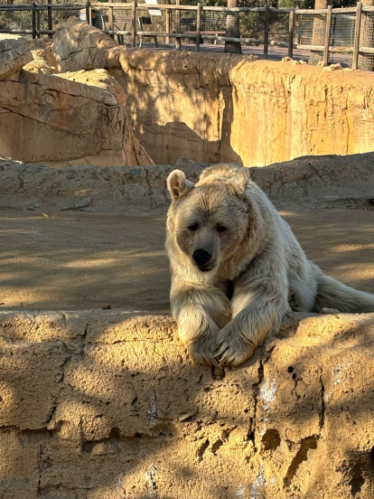 Oso en Oasys Mini Hollywood