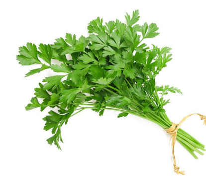 Cilantro