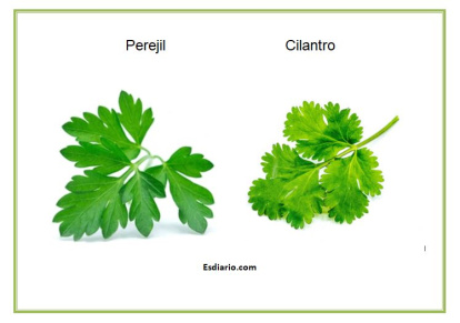 Diferencias entre perejil y cilantro