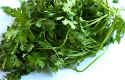 Cilantro