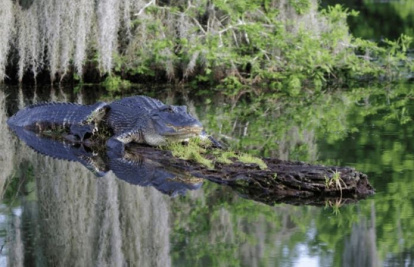 Caimanes en Luisiana