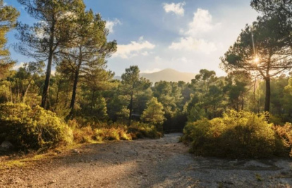 Pinos mediterráneos