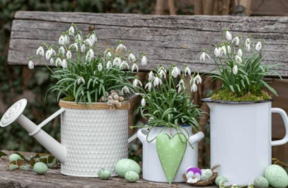 Plantas con flores para otoño-invierno