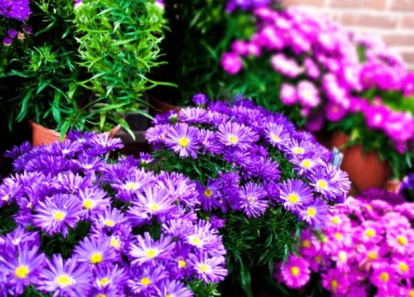 Plantas con flores para otoño-invierno