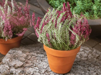 Plantas con flores para otoño-invierno