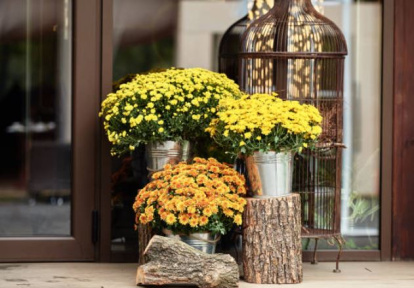 Plantas con flores para otoño-invierno