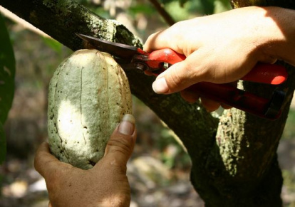 Cacao