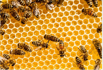 Abejas - miel