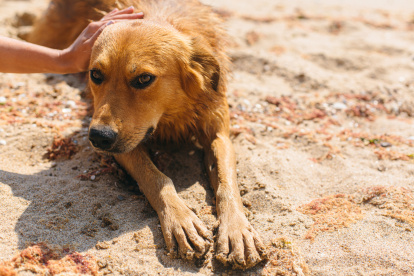 Perro en la playa