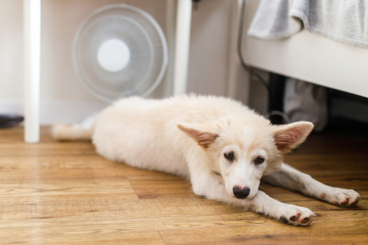 Perro con golpe de calor