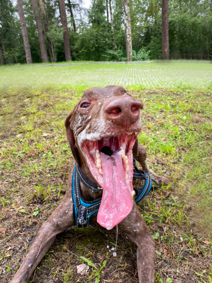 Perro jadeando