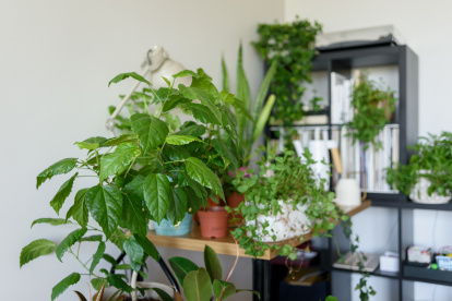 Plantas