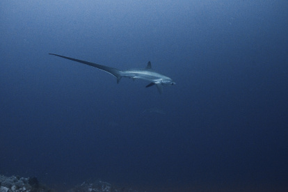 Tiburón zorro