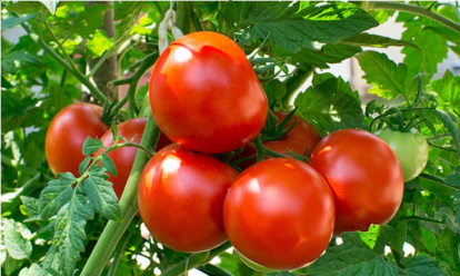 Tomatera