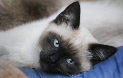 Gato siamés 