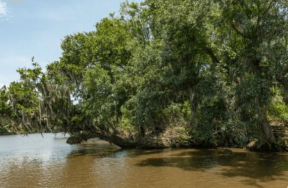 Un bayou en Luisianna