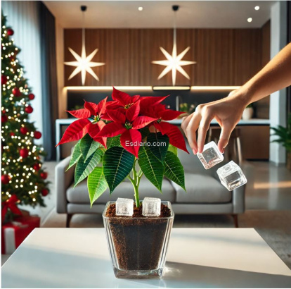 Poinsettia o planta de Navidad