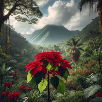 Poinsettia o planta de Navidad