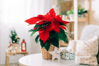 Poinsettia o planta de Navidad