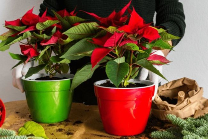 Poinsettia o planta de Navidad