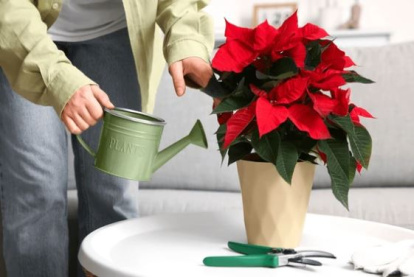 Riego de la planta de Navidad