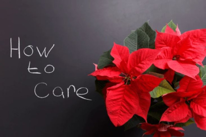 Poinsettia o planta de Navidad