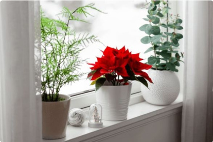 Poinsettia o planta de Navidad: