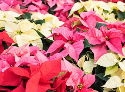 Poinsettia o planta de Navidad