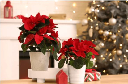 Poinsettia o planta de Navidad