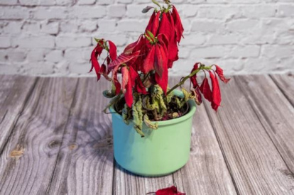Poinsettia o planta de Navidad