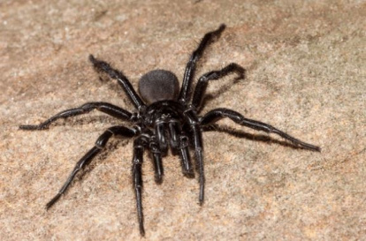 La araña de tela de embudo de Sídney