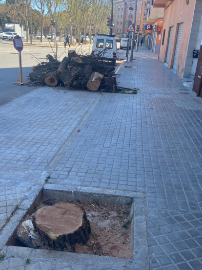 Tala de árboles en Sedaví