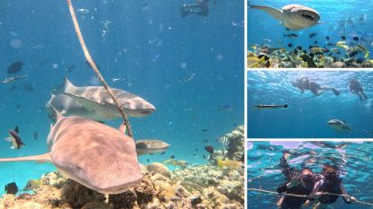 Snorkel con tiburones nodriza con el centro de buceo Oceanix