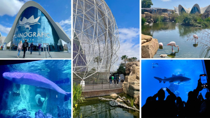 Oceanogràfic: Belugas, tiburones y rayas protagonizan la visita, pero tras bastidores se trabaja por la conservación y recuperación marina.