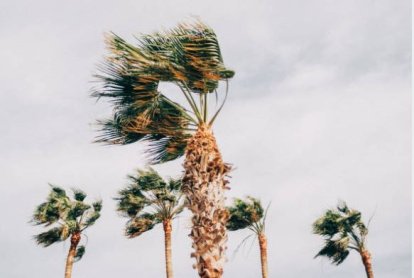 Viento palmeras