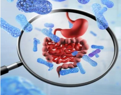 Flora intestinal