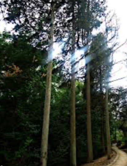 El Forestal.