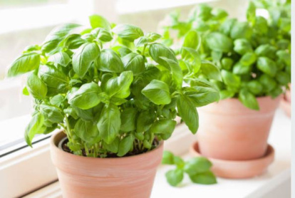 Albahaca