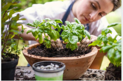 Albahaca