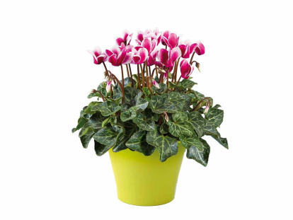 El ciclamen también brilla en interiores: esta versión en maceta vibrante destaca en estanterías, repisas o escritorios otoñales.