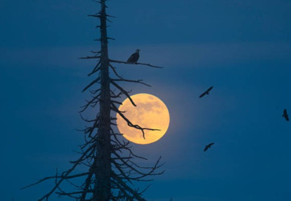 Superluna Castor