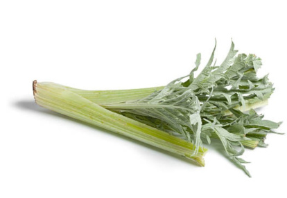 Cardo, (Cynara Cardunculus)