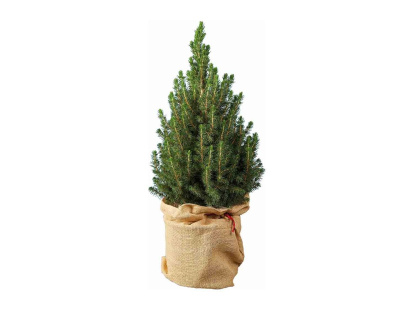 Este mini abeto natural, presentado en un saco de yute rústico, es la base perfecta para una decoración navideña sencilla, ecológica y con mucho estilo.
