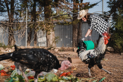 Granjera alimentado a las gallinas