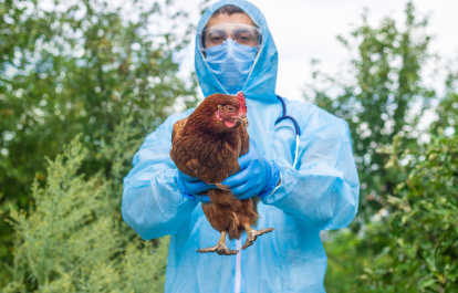 Veterinario con gallina
