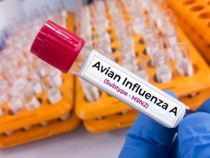 Gripe aviar