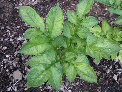Planta de konjac