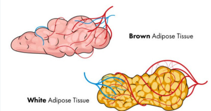 Grasa parda y grasa blanca